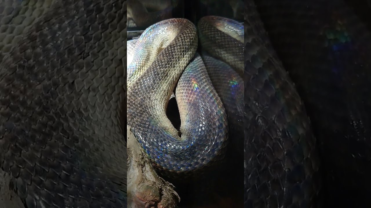 ウロコが美しい蛇　モルカンパイソン　#ドラゴン動物園　#shorts
