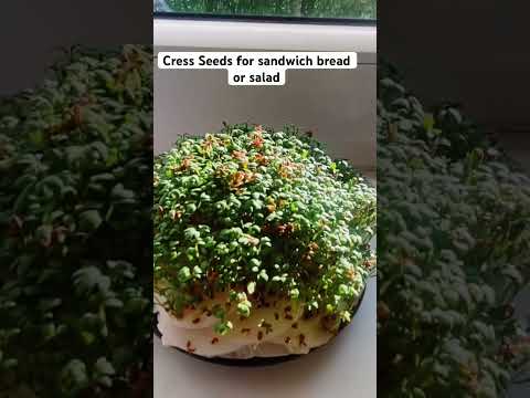 #how to #grow #cress #seeds at #home