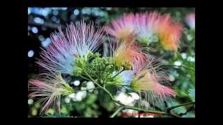 Lucinda Williams - &quot;Side Of The Road&quot;