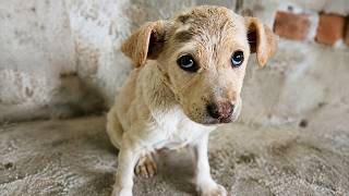 Stray Puppy Ran Away To Save Her Life