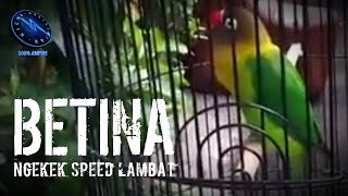Download lagu Lovebird Betina Ngekek Speed Lambat Cocok Untuk Masteran Lovebird Fighter !! mp3 Download lagu Lovebird Betina Ngekek Speed Lambat Cocok Untuk Masteran Lovebird Fighter !! mp3