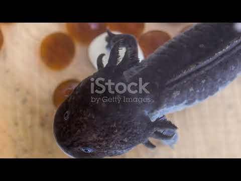 Amazing Facts About Salamanders You Didn't Know!