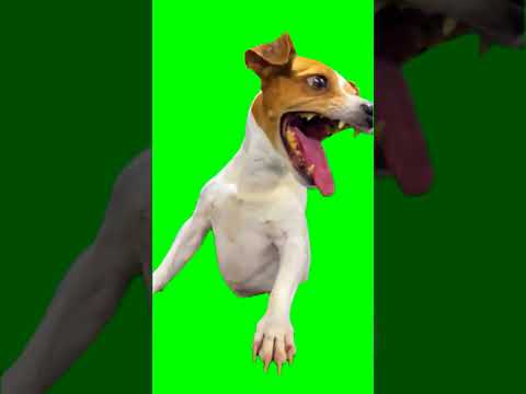 Green Screen Laughing Dog Meme (Extended, Sharp Color/Res)