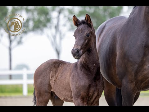 SOLD: 2024 Stallion - McLaren x Jazz x Zuidhorn *****