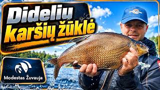 Didelių karšių žūklė