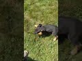 Beabull dogs for sale: Tosha - Video 1