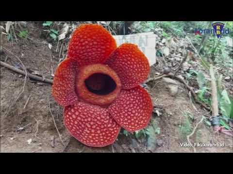 Bunga Rafflesia Kembali Mekar di Bengkulu Utara