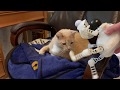 Cat V Dog Vs Tickle Me Elmo