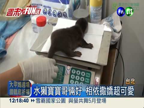 "萌"主換人當 可愛水獺寶寶來囉!