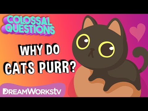 Why Do Cats Purr? 🐈 | COLOSSAL QUESTIONS