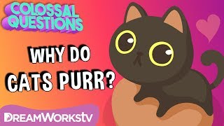 Why Do Cats Purr? 🐈 | COLOSSAL QUESTIONS