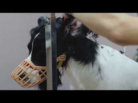 Asheville's Premier Dog Training Muzzle Training