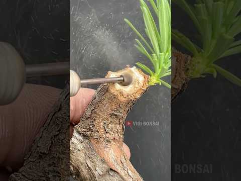 Cool Bonsai Candidate