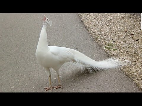 Peacock nice voice | Peacock Sound | Peahen, mor ki awaz | Top Pets Tv