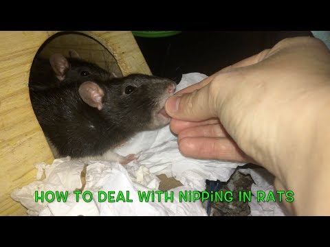 How To Deal With Nipping In Pet Rats