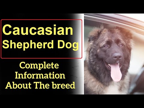 , title : 'Caucasian Shepherd Dog. Pros and Cons, Price, How to choose, Facts, Care, History'