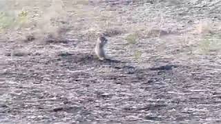 Coyotes Stalking Prairie Dogs At the Badlands