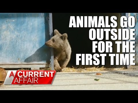 Animals set free for the first time | A Current Affair Australia