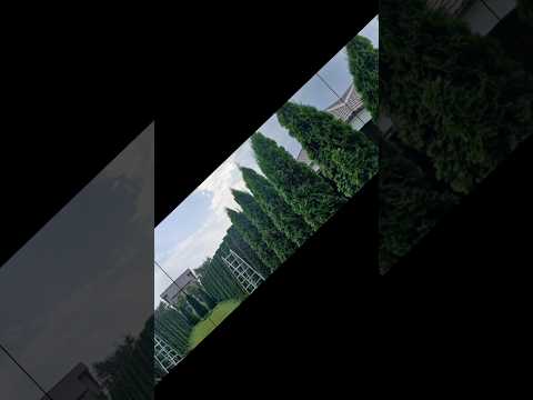 фото обрезка деревьев, стрижка туй. 0