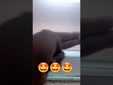 mental juara !!!! ikan channa stewarty latihan mental #shorts #channa #viral