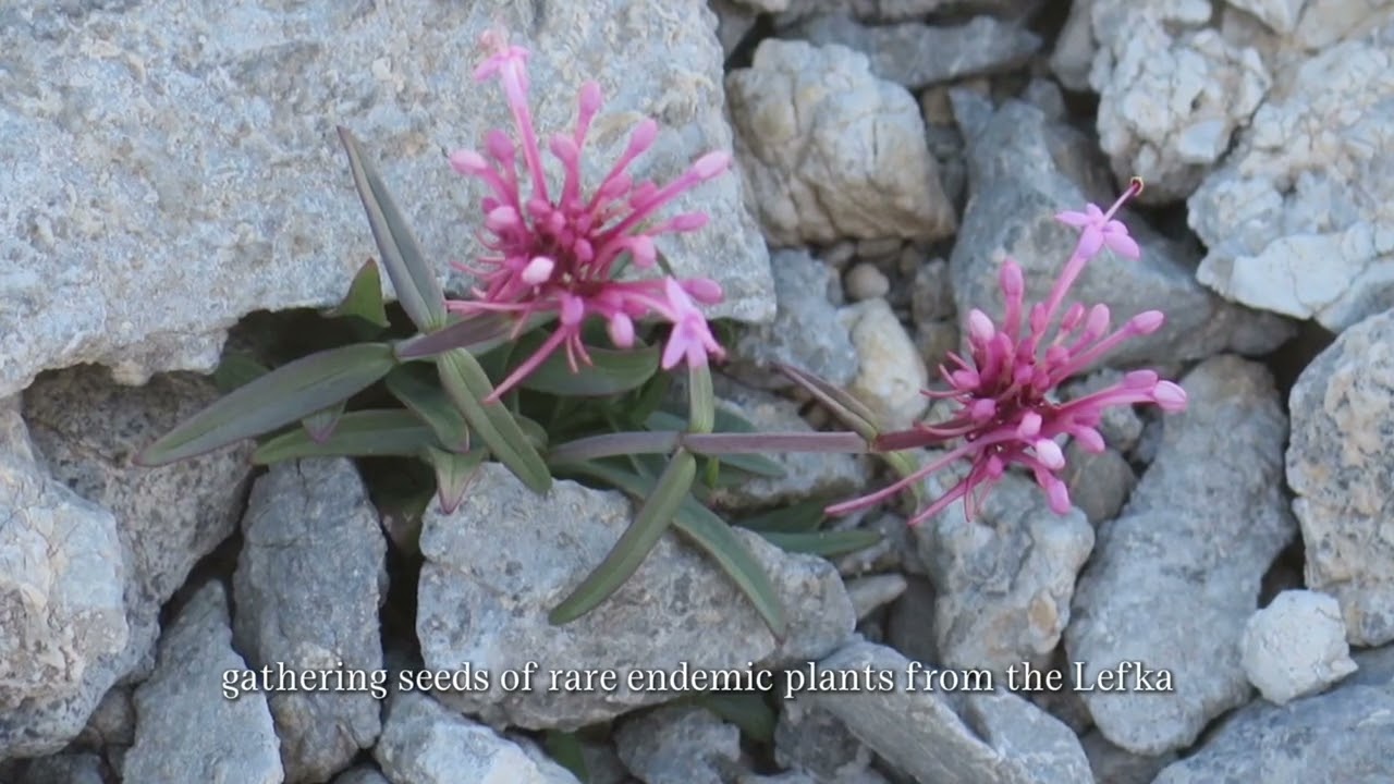 Mediterranean Plant Conservation Unit of MAICh: A Mission for plant diversity