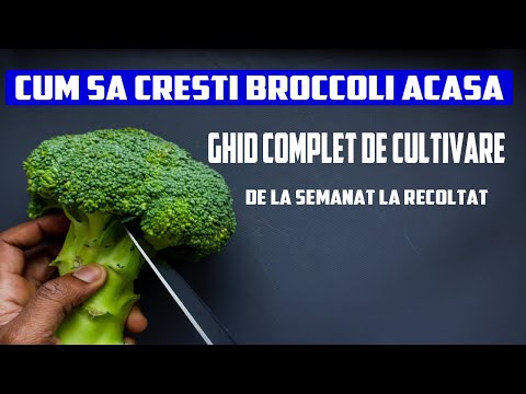 , title : 'Cum să cultivi Broccoli  | Ghid complet de la Semănat la Recoltat'
