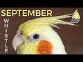 SEPTEMBER with WHISTLE - Bird Whistling Training - Cockatiel Singing Practice