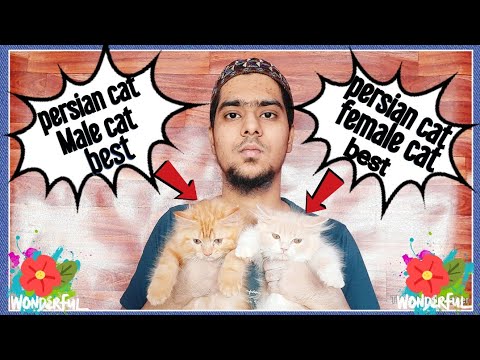 female persian kitten vs male persian kitten 😻which one is best for home persian kitten pair best