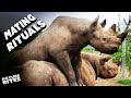 The Mating Mystery From Rhinos To Mongooses