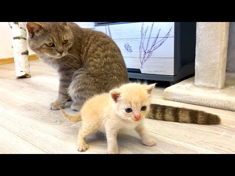 Dad cat meets meowing kittens and does not allow foster mom ...