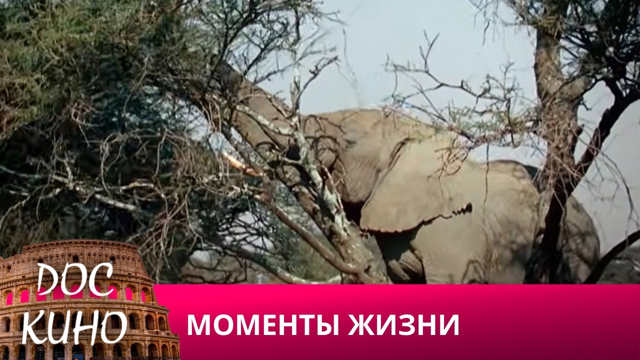 🎭МОМЕНТЫ ЖИЗНИ🌎 ДОКУМЕНТАЛЬНОЕ КИНО 🎆 2017