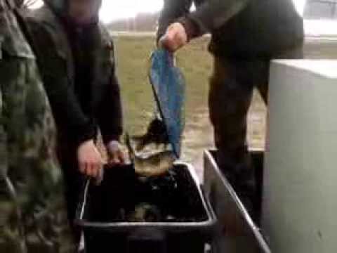 PZW - Zarybianie karpiem 2014r.