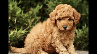 Video preview image #1 Goldendoodle (Miniature) Puppy For Sale in KINZERS, PA, USA