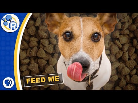 What's In Dog Food?