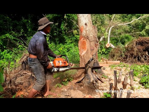 Incredible Chainsaw Cut Down Oak Tree Logging Forest! Extreme Dangerous Tree Cutting 2022