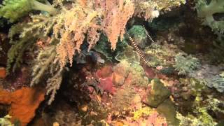preview picture of video 'Scuba Diving in Cabilao Island, Philippines - Part 1'