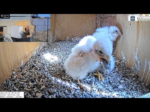 WOW!! WILD Lesser kestrel nestling swallows shrew (small mammal) whole