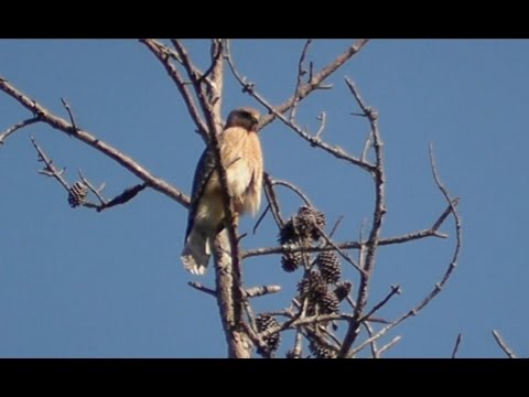 Georgia Red-Tailed Hawks Feeding Babies
