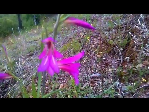 Planta de varita de san Jose o Gladiolo Silvestre