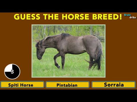 Guess the Horse BREED!? | Species Quiz #4 I Can You Name the Horse Breed from the picture? I