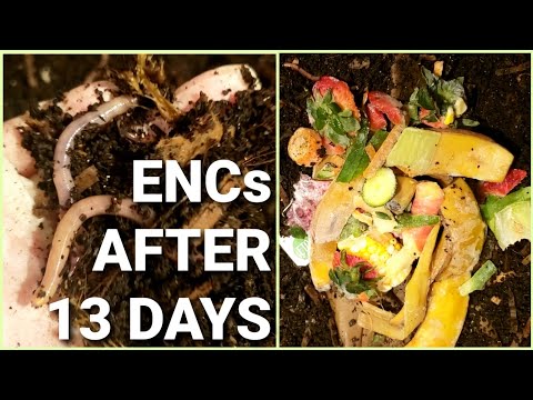 European Nightcrawlers Fed After 13 Days | ENCs Stuck Their Noses Out Of Worm Bin | Vermicomposting