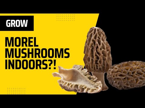 Growing Morel Mushrooms Indoors - Is THIS Possible?!