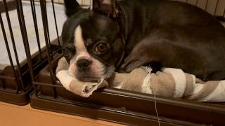 朝なかなか起きてこないボストンテリア/りんご🍎