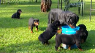 Video preview image #1 Rottweiler Puppy For Sale in DECATUR, GA, USA