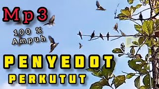 Download lagu Mp3 SUARA PERKUTUT ‼️ AMPUH BUAT MIKAT PERKUTUT ‼️ mp3 Download lagu Mp3 SUARA PERKUTUT ‼️ AMPUH BUAT MIKAT PERKUTUT ‼️ mp3