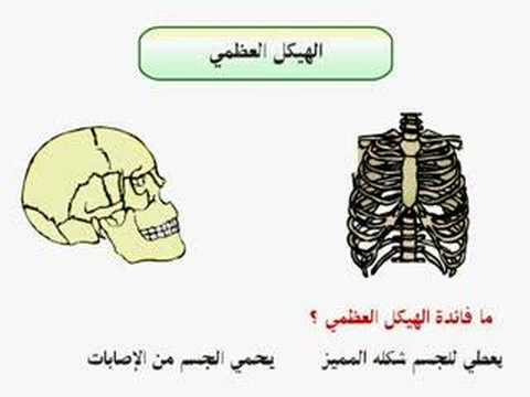 شرح درس الجهاز الهيكلي والجهاز العصبي العلوم الصف الثاني المتوسط نفهم