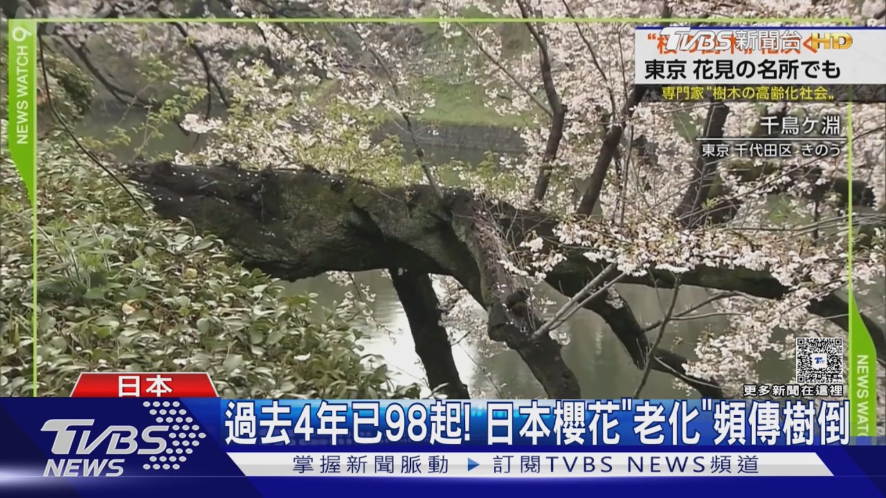 影音／枯枝、不開花、根部長菌！　日本櫻花頻傳樹倒　專家提醒3前兆