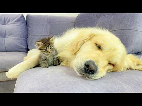 YouTube 썸네일
