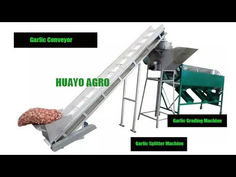 , title : 'Commercial Garlic Sorting Line | Garlic Machine Supplier from China #shorts'