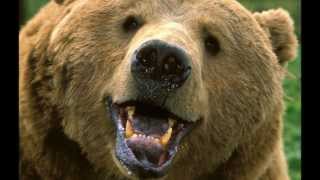 The Bear and the Maiden Fair